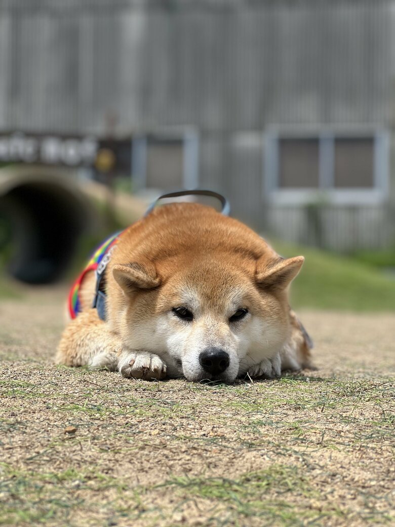 提供：柴リアンハスキーもちごめ兄弟さん