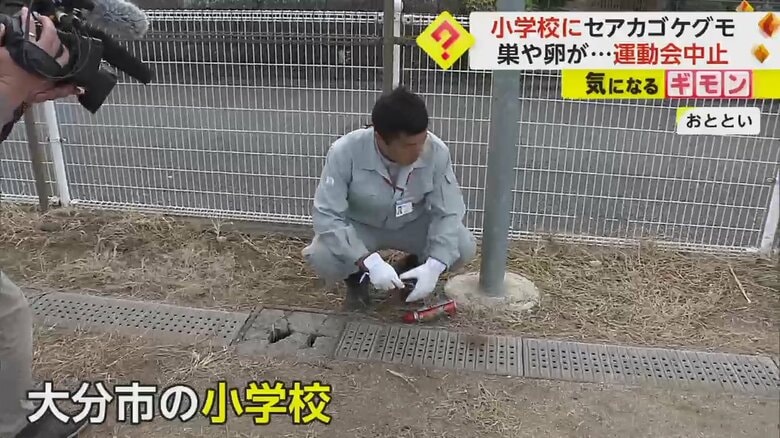 20日、大分市の小学校でセアカゴケグモを駆除する大分市の職員