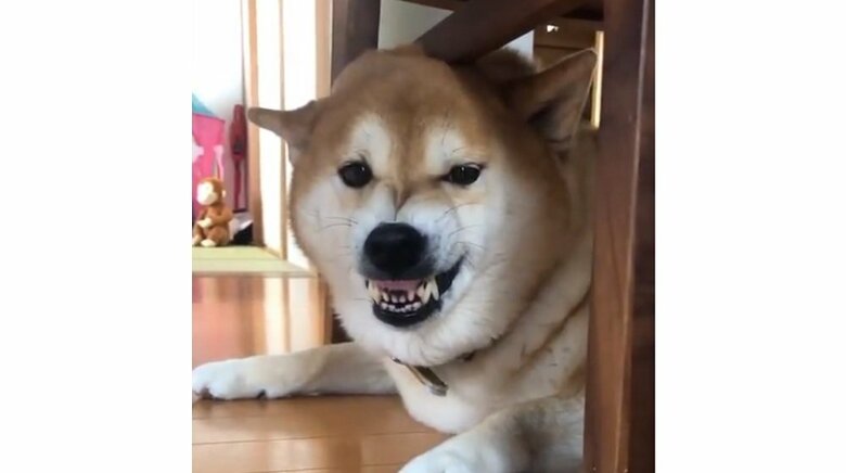 「お風呂」の言葉に怒っている福くん