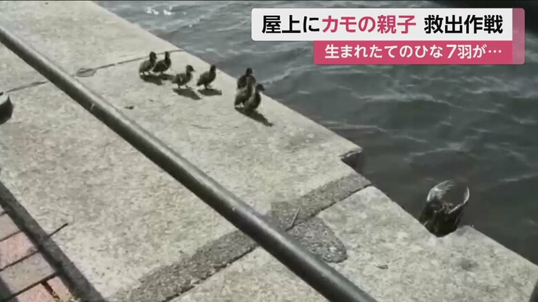えっ入るの？戸惑った様子のひなたち