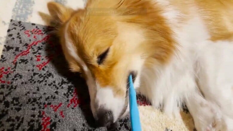 歯磨きをしてもらうむうちゃん