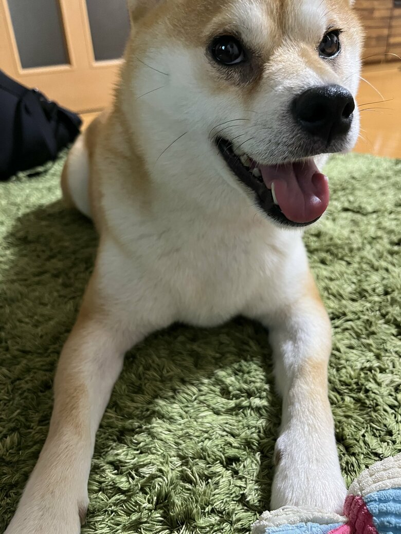 提供：柴犬こちゃんさん