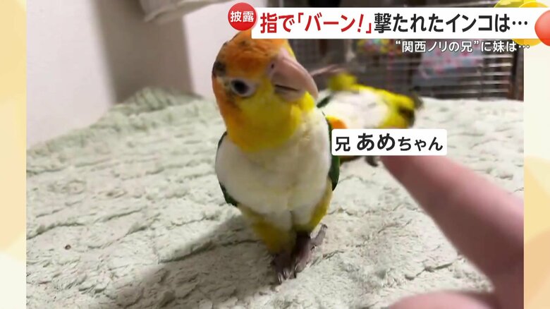 小首をかしげる妹「つゆちゃん」の後ろで回る兄（視聴者撮影）