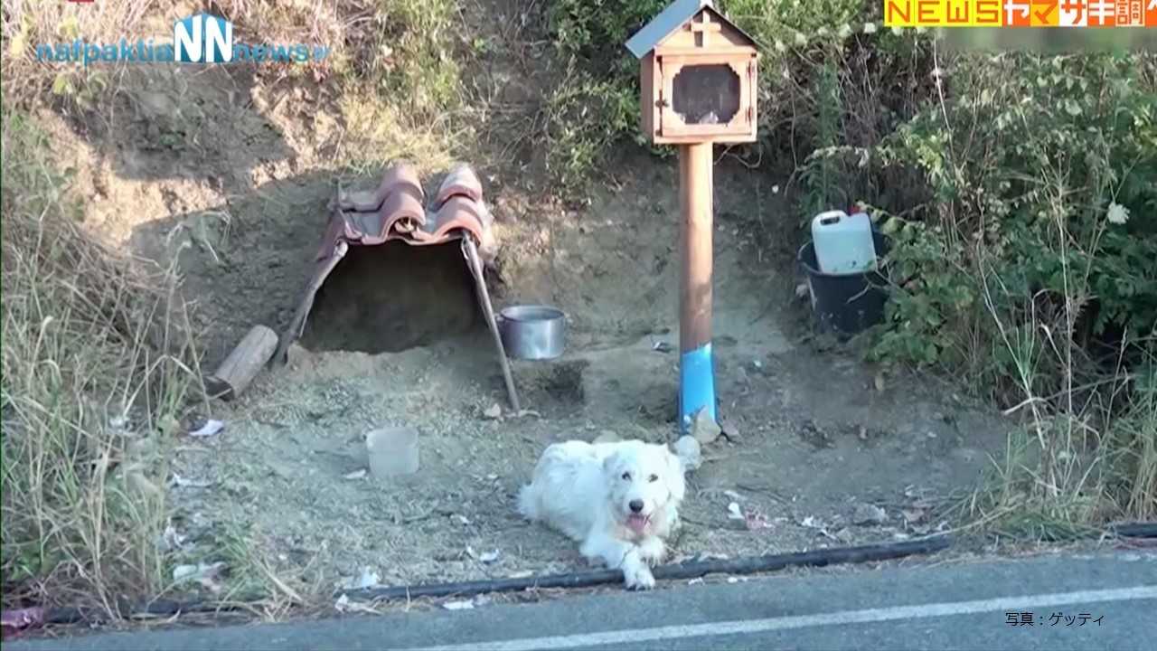 十字架の前で待つ ギリシャ版 忠犬ハチ公 飼い主との絆あふれる世界の忠犬たち