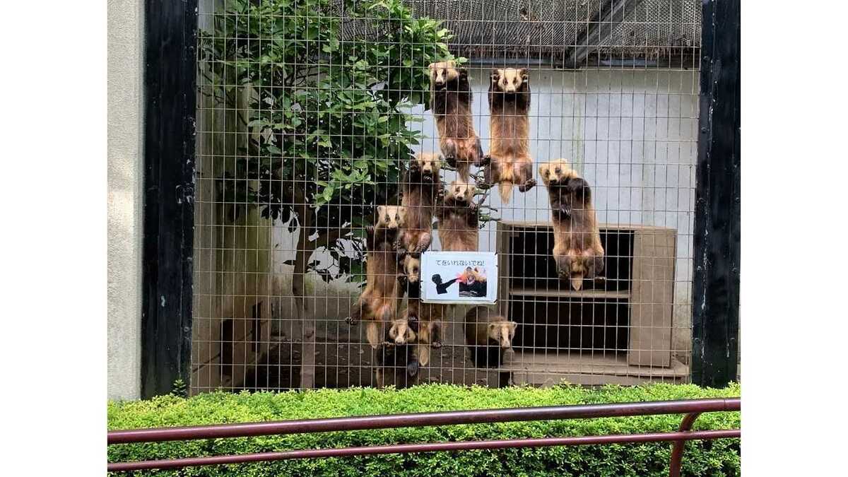 ものすごい視線を感じる アナグマが集団で訴えていることを盛岡市動物公園に聞いてみた Fnnプライムオンライン