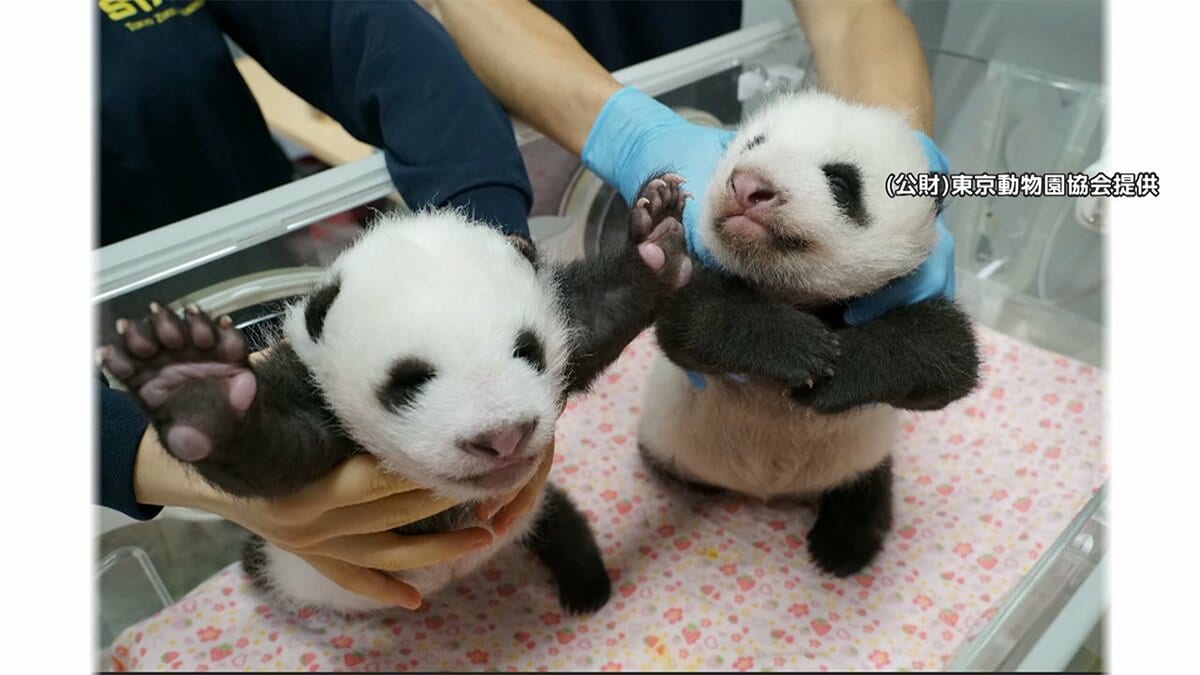 双子赤ちゃんパンダ 体長 3倍 に あす生後50日 上野動物園