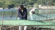 天草市でアオサの種を付けるため網を張る作業始まる【熊本】