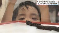 ヘビやゴキブリ、ゲジゲジを「大好き」になる！？「ちょっぴりこわい生き物展」で学ぶ自然の生態系に欠かせない生き物たちの役割
