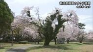 国立療養所菊池恵楓園でサクラが満開【熊本】