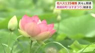 日本有数の花ハスの産地　福井県南越前町で恒例の「はすまつり」が開幕　8月にかけて135種類が見頃