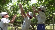 「美味しくなってね！」　若狭町の小学生が特産ナシの袋掛け体験　病気防ぐ大切な作業　9月上旬には収穫【福井】
