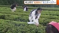 インバウンド需要も！北限の茶どころで“紅茶づくり”モニターツアー　「魅力的なコンテンツ」参加者から期待の声　新潟・村上市