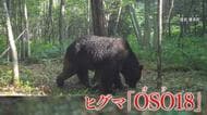 「人間が作り出したモンスター」“忍者グマ”「OSO18」を生み出した人間の業