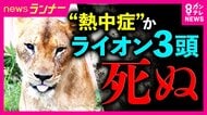 「夏にダウンジャケットを着ているような状態」“高温多湿”の日本の夏が苦手な動物たち　異常な暑さへの対策に追われる動物園に密着