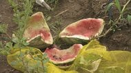 富山市でクマ出没相次ぐ　家族で食べようと…収獲間際の家庭菜園のスイカ全滅に落胆　「どこに潜んでいるか分からない」　ドラレコに成獣の姿、フン3か所で発見