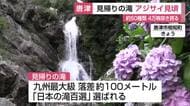 見帰りの滝で4万株のアジサイ見頃　幻想的な夜間ライトアップも【佐賀県】