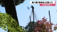 冬の備えが着々と始まっています。日本三大庭園・兼六園で名所「唐崎の松」の雪吊り始まる