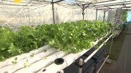 未来の持続可能な“農業” 同時に育て合う野菜と魚