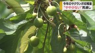 サクランボの収穫量 「やや少なくなる」見込み 「大粒で高品質」期待される