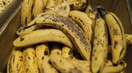 もったいないバナナを活用 ジュースでロス削減...見据える未来