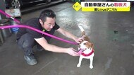 チャームポイントは頭のびっくりマーク!? 自動車屋さんの看板犬・さくらちゃん 【福井】