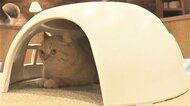 夏涼しく冬暖かい絶妙な狭さ…「ネコハウス」老舗の瓦メーカーが開発 屋根瓦と同じ材料で「素材の良さを」