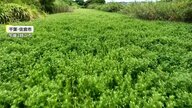 “最悪の侵略生物”「ナガエツルノゲイトウ」収穫目前の新米にも迫る　驚異的な繁殖力で水路びっしり覆う様子も　続く猛暑で増殖加速か「暑ければ暑いほど増える」