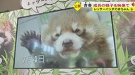 レッサーパンダの赤ちゃん“かわいい”まみれの成長記録　公開までは映像で楽しんで…9月以降に一般公開へ【熊本発】