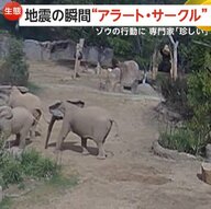 【珍光景】地震の瞬間…5頭のゾウが円陣で子ども守る「アラート・サークル」出現　東日本大震災では千葉・市原ぞうの国でも　アメリカ・カリフォルニア州