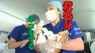 飼い主のいないネコを守る “不妊去勢手術”専門の病院　年間の殺処分は100件以上、苦情1000件以上　人とネコが共生できる地域を目指す取り組み