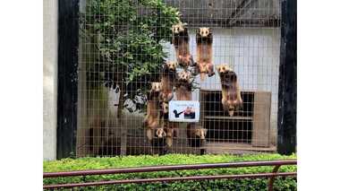 ものすごい視線を感じる…アナグマが集団で訴えていることを盛岡市動物公園に聞いてみた