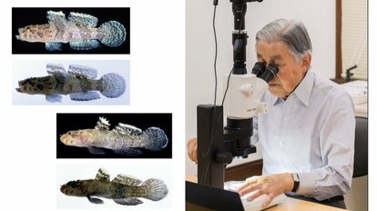 ハゼの研究者として有名な上皇さま　提供　宮内庁