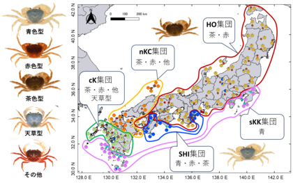 【摂南大学】ゲノムから探るサワガニの複雑な分布と進化史