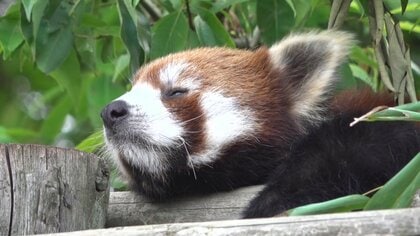 “甘えんぼう”レッサーパンダ「カイト」くん 繁殖のため海外へ 生まれ育った西山動物園からの旅立ちに大勢のファン