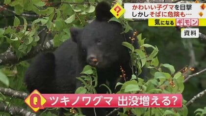 【ツキノワグマ】えさの「ブナの実」大凶作で人里にも出没増か　一見かわいい子グマも近くに母グマ…要注意　岩手