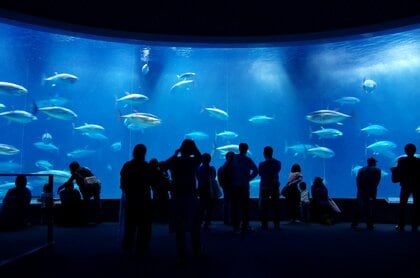ダイバー視点でクロマグロ鑑賞も！葛西臨海水族園がリニューアル工事中　日比谷公園も122年前の開園当初の姿目指す