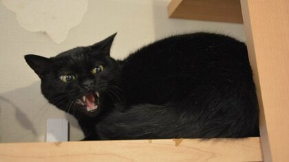 威嚇するのは生き抜いてきた証…“シャーシャー猫”ってどんな子？「最強の保護猫譲渡会」に参加する猫たちの物語