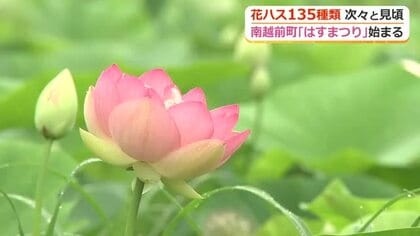 日本有数の花ハスの産地　福井県南越前町で恒例の「はすまつり」が開幕　8月にかけて135種類が見頃