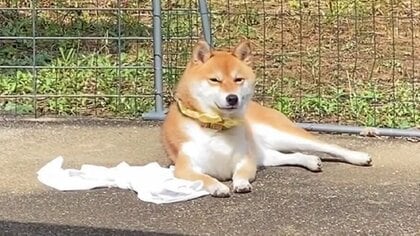 本人だけが知らない？父の肌着を“枕”にひなたぼっこする柴犬がかわいい…肌着がどうなったのかその後を聞いた