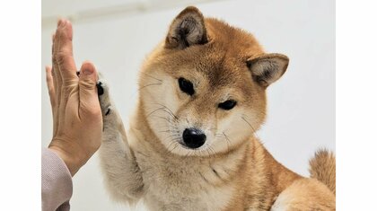 「めっちゃ嫌そうにしてくれた」飼い主にタッチする柴犬がやる気なさげ…笑顔のときもある？どうしてこうなったのか聞いた