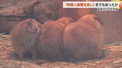 寒さに弱いカピバラはお風呂で、プレーリードッグは「だんご」に？ 進む冬支度、雪つりと動物たちの越冬