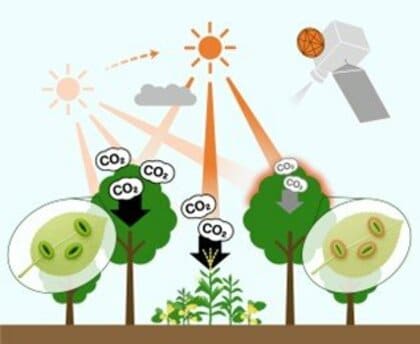気象衛星ひまわりで30分ごとに光合成活動を可視化~ 植物の“昼寝”を宇宙から監視できる時代へ ~