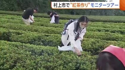 インバウンド需要も！北限の茶どころで“紅茶づくり”モニターツアー　「魅力的なコンテンツ」参加者から期待の声　新潟・村上市