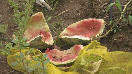 富山市でクマ出没相次ぐ　家族で食べようと…収獲間際の家庭菜園のスイカ全滅に落胆　「どこに潜んでいるか分からない」　ドラレコに成獣の姿、フン3か所で発見