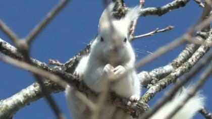 【カメラが捉えた】枝から枝へ“全身真っ白なエゾリス”が根室市に！遺伝子が突然変異する『アルビノ』か…冬支度する愛らしい姿に住民注目〈北海道〉