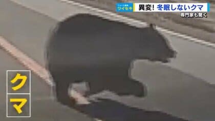 「冬眠しないクマ」が全国で出没　2月まで出没が続く可能性も　柿、栗など餌になるものは放置しない【広島発】