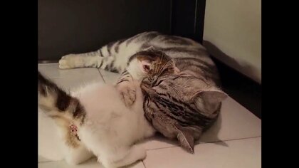 「ギュッと抱きしめて甘噛み」“父猫の愛”が尊い…出会いは最悪!? 父性の芽生えを飼い主に聞いた