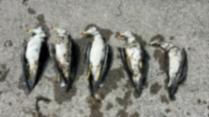 【鳥インフル】ラッコやアザラシも感染―ウイルスが変化している可能性も 北海道で過去最多の103例の感染確認  “人への感染”のリスクは？ 