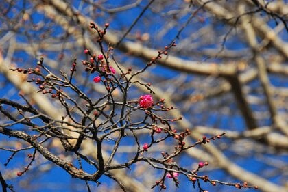 「梅開花」極寒列島に早くも春の便り…道路冠水!?スギ花粉!? 大寒波から気温急上昇で備えたい2つのポイント