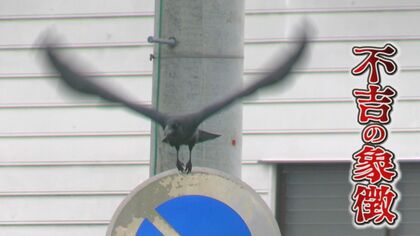 春になると急増　ごみを荒らす“厄介者”カラス…有効な対策は？自然界では“コンビニ”的存在「排除」ではなく「共存」を【島根発】